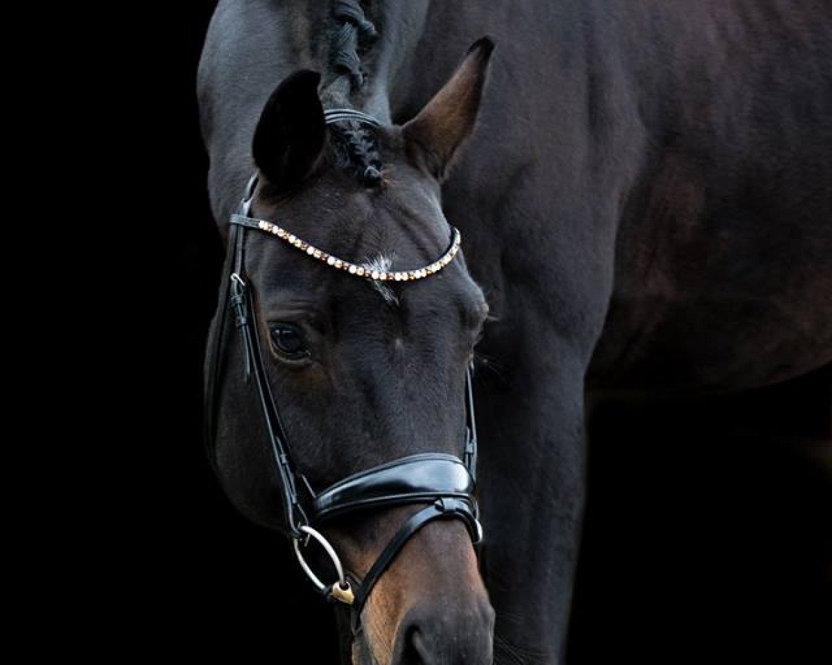 dressage horse Sergeant Pepper 44 (Hanoverian, 2008, from Sandro Hit)