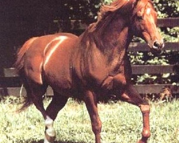 stallion Majestic Prince xx (Thoroughbred, 1966, from Raise A Native xx)