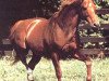 stallion Majestic Prince xx (Thoroughbred, 1966, from Raise A Native xx)