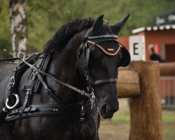 broodmare Amina (Heavy Warmblood, 2012, from Centrus)