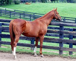 stallion Genuine Reward xx (Thoroughbred, 1993, from Rahy xx)