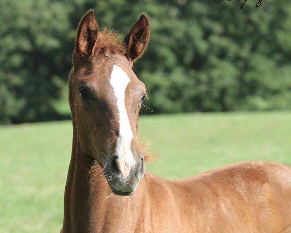 dressage horse Sunny (Westphalian, 2020, from Selectric)