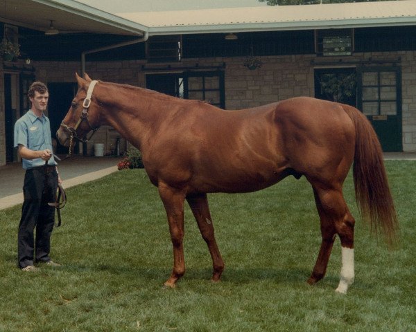 stallion Exclusive Native xx (Thoroughbred, 1965, from Raise A Native xx)