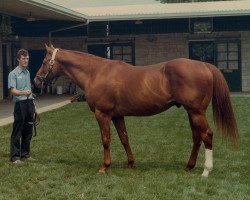 stallion Exclusive Native xx (Thoroughbred, 1965, from Raise A Native xx)