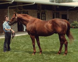 stallion Raise A Native xx (Thoroughbred, 1961, from Native Dancer xx)