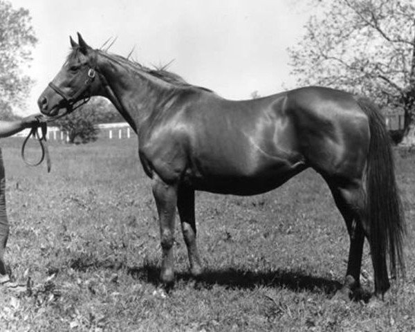 broodmare Raise You xx (Thoroughbred, 1946, from Case Ace xx)