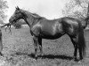 broodmare Raise You xx (Thoroughbred, 1946, from Case Ace xx)