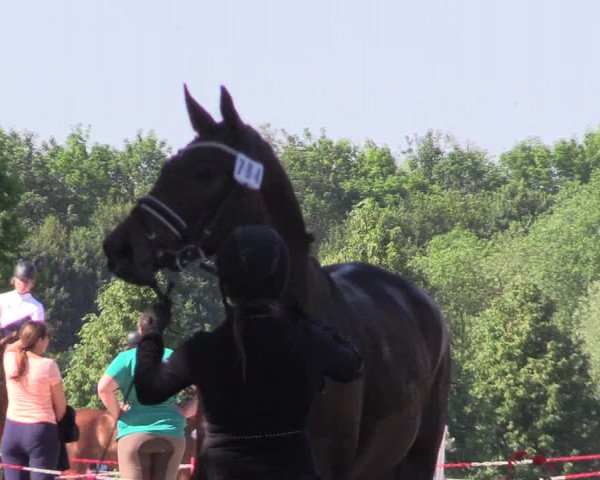 Reitturnier Hamm-Rhynern 2017