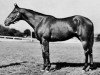 stallion Case Ace xx (Thoroughbred, 1934, from Teddy xx)