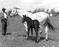 broodmare Geisha xx (Thoroughbred, 1943, from Discovery xx)