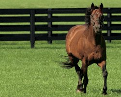 stallion Kingmambo xx (Thoroughbred, 1990, from Mr. Prospector xx)