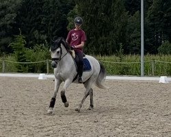 dressage horse Da Vinci (Hanoverian, 2006, from Don't Worry Be Happy)