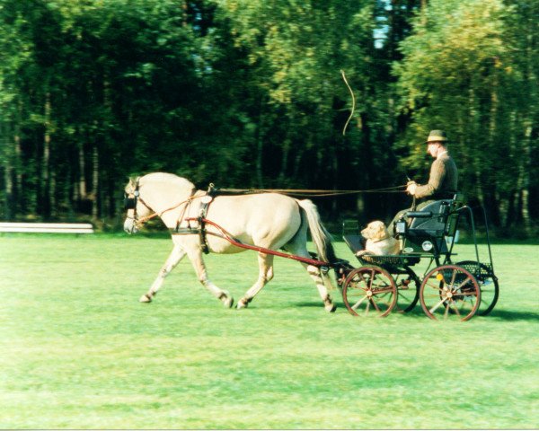 Zuchtstute Jade (Fjordpferd, 1989, von Jon Halsnæs)