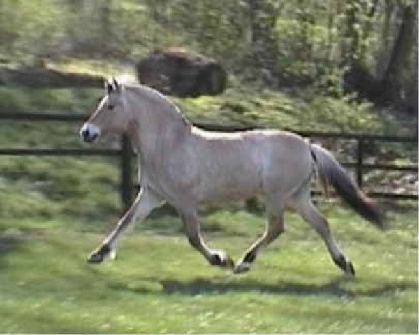 horse Jara von Clus (Fjord Horse, 2001, from Ohlsen)