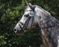 jumper Bergprinz 5 (Trakehner, 2010, from Bazar ShA)