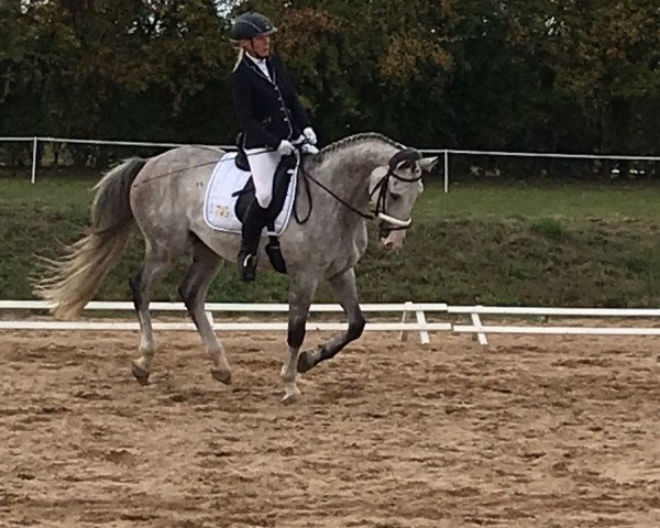 dressage horse Sunkist 5 (German Sport Horse, 2012, from Santiano 3)