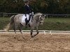 dressage horse Sunkist 5 (German Sport Horse, 2012, from Santiano 3)