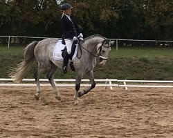 dressage horse Sunkist 5 (German Sport Horse, 2012, from Santiano 3)