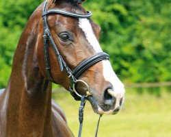 broodmare Lara Croft (Hanoverian, 2009, from Locksley II)