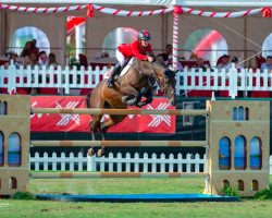 Springpferd Stakki's Jumper (Ungarisches Warmblut, 2006, von Stakkato Gold)