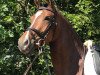 dressage horse Hot Chocolate C (German Riding Pony, 2014, from Halifax)