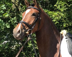 dressage horse Hot Chocolate C (German Riding Pony, 2014, from Halifax)