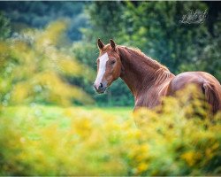 jumper Candle In The Wind 5 (Hanoverian, 2018, from Comme il Faut)