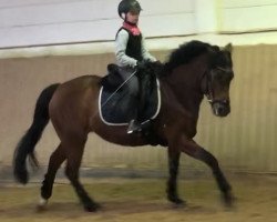 jumper Altrido Hali's Falesia (New Forest Pony, 2010, from Flandernhof's Silverado)