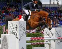 Springpferd Icarus (Belgisches Warmblut, 2008, von Querlybet Hero)