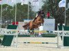 jumper Franka Trichta (KWPN (Royal Dutch Sporthorse), 2010, from Azteca VDL)