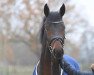 jumper Daily pleasant (Oldenburg show jumper, 2016, from Diacontinus)