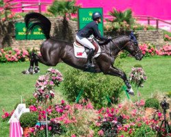 stallion Jaguar van de Berghoeve (Belgian Warmblood, 2009, from Emerald van 't Ruytershof)