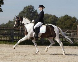 stallion Jacky Boy (German Riding Pony, 2006, from Eiluns Jonas)