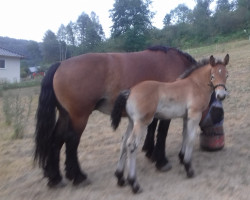 horse Hengst von Augustus / Gunder (Rhenish-German Cold-Blood, 2020, from Augustus)