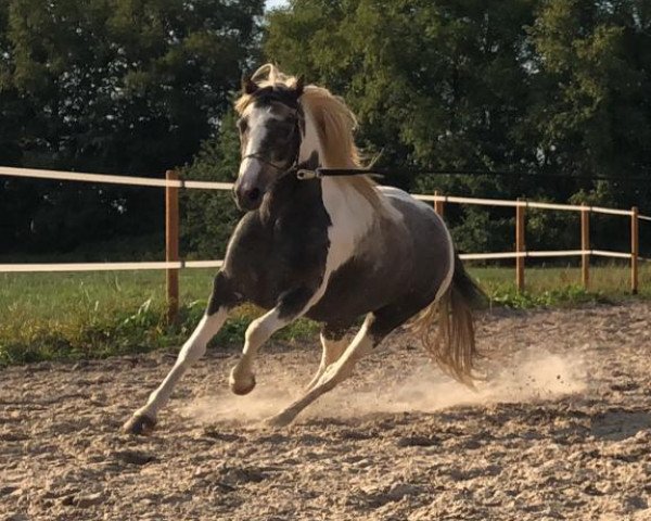 Zuchtstute Elke (Nederlands Welsh Ridepony, 2015)