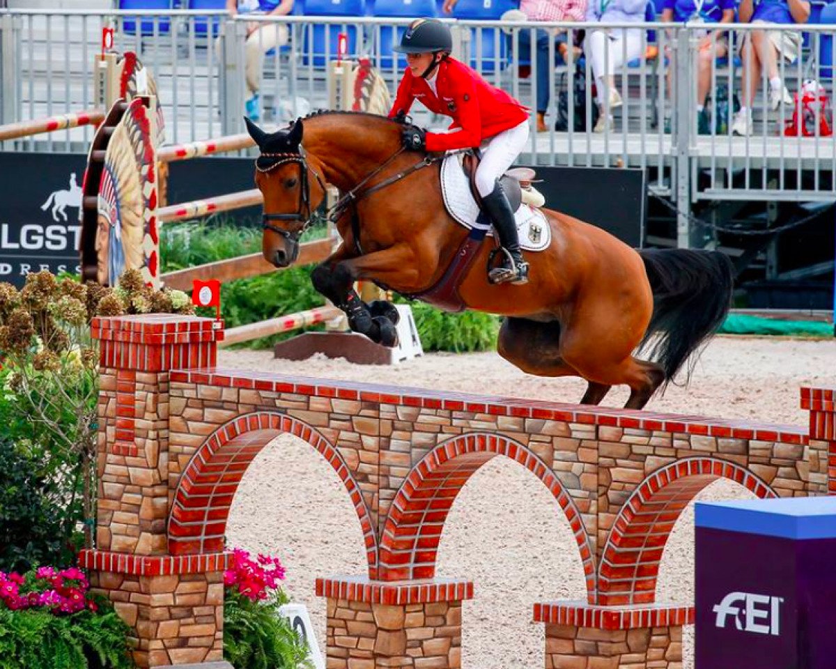 jumper Catch Me If You Can (Oldenburg show jumper, 2008, from Catoki)