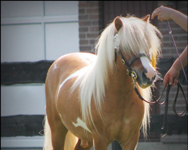 horse Amadeus von Dalberg (Shetland Pony, 2011, from Ambitie van de Zandkamp)