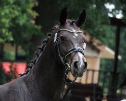 broodmare Valesca (Oldenburg, 2008, from Prinz Pablo)