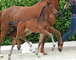 dressage horse Diamond's Rose (Westphalian, 2020, from Diamond Deluxe 3)