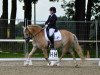 dressage horse Aischa (Haflinger, 2005, from Sting)