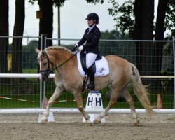 dressage horse Aischa (Haflinger, 2005, from Sting)