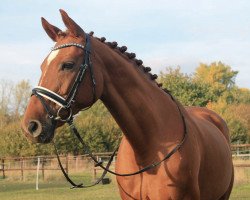 dressage horse Filine S (unknown,  , from Fleury)