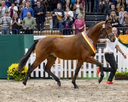 Deckhengst Kattenau (Trakehner, 2016, von Honoré du Soir)