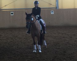 Dressurpferd Nala HW (Deutsches Reitpony, 2012, von Dimension AT NRW)