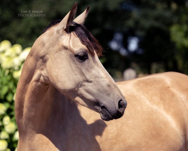 Pferd My Sunshine Barbie (Deutsches Reitpony, 2014, von The Braes My Mobility)