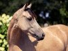 horse My Sunshine Barbie (German Riding Pony, 2014, from The Braes My Mobility)