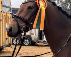 dressage horse Altenklosterhof 's C'est L'Amour (Deutsches Reitpony, 2016, from Castello)