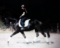 dressage horse Duvalier Noir (Oldenburg, 2011, from Duvall 6)