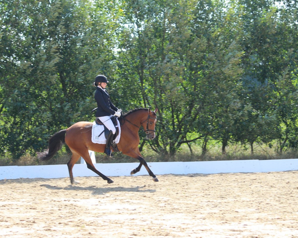 dressage horse Joy 428 (German Riding Pony, 2014, from Justin 127)