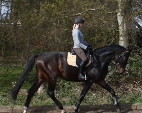 dressage horse Sonando (Hanoverian, 2011, from Scolari)